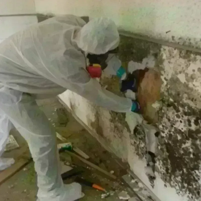 Mold Remediation and Removal in Whiting, IN